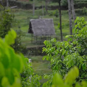 Into The Roots Farm Thattakad
